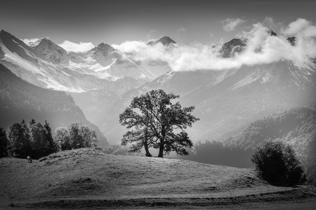 Reichenbach V s/w 1001256