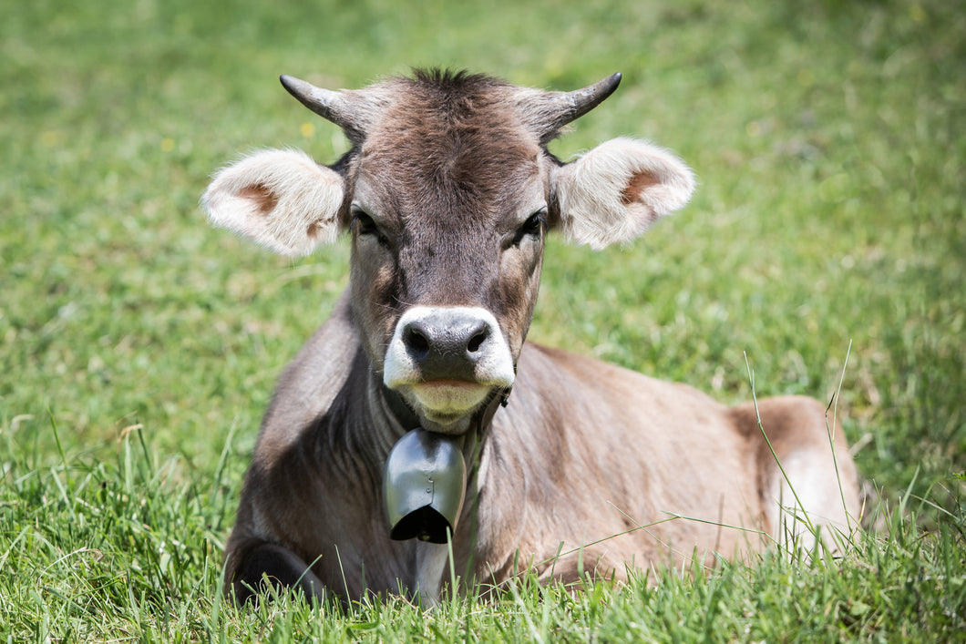 Junge Kuh im Gras 1001263