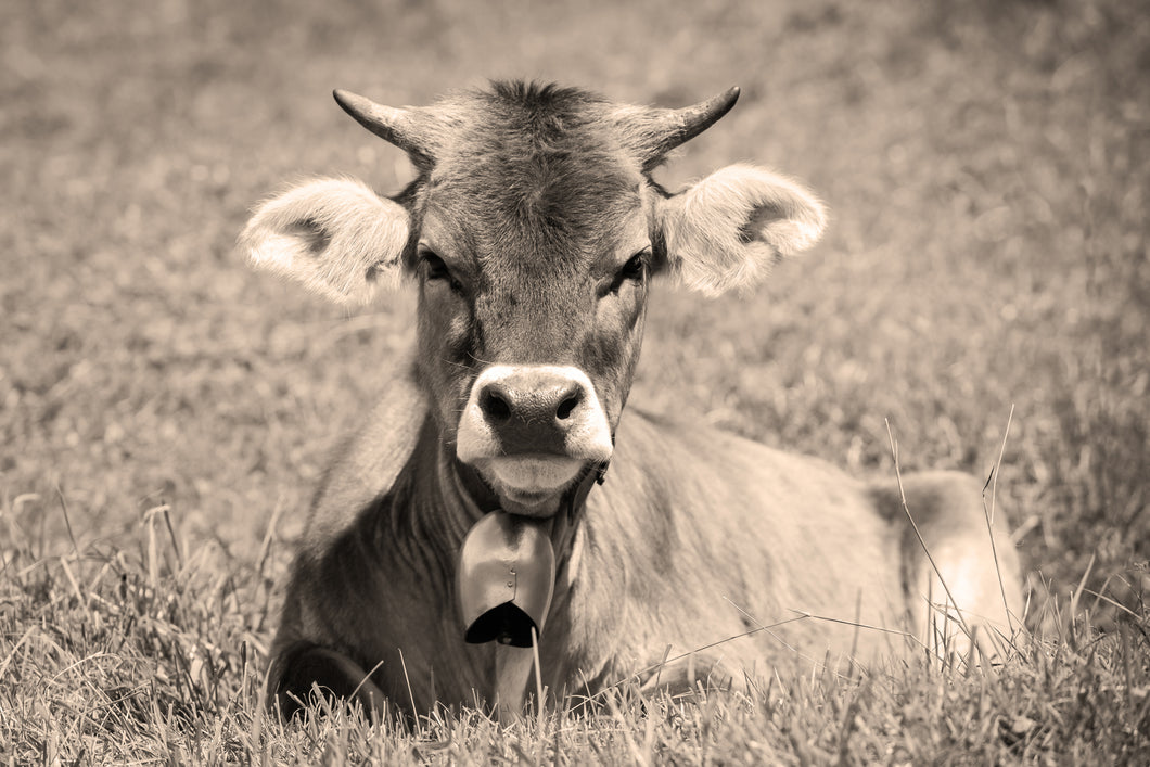 Junge Kuh im Gras sepia 1001264_sepia