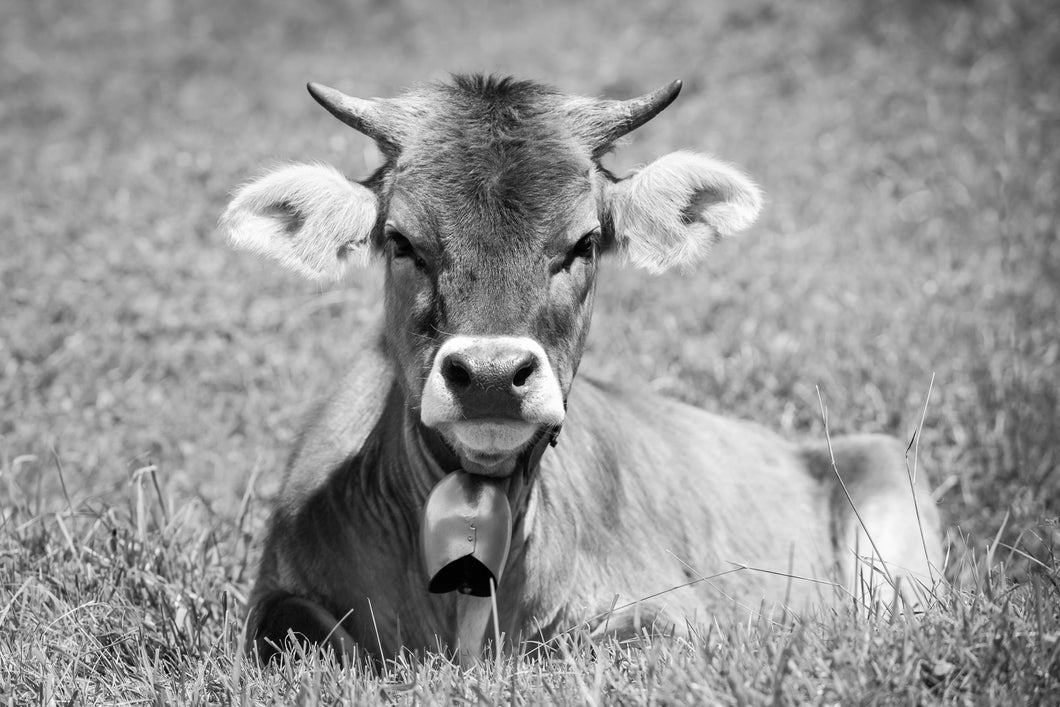 Junge Kuh im Gras s/w 1001264