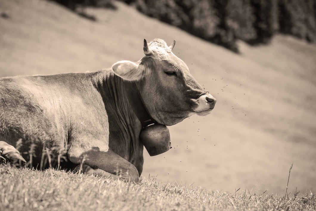 Kuh mit Fliegen sepia 1001268_sepia