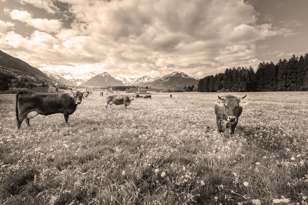 Kühe vor Oberstdorf sepia 1001270_sepia