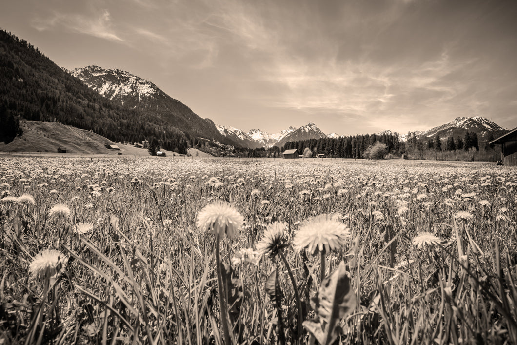 Löwenzahnwiese bei Rubi II sepia 1001274_sepia