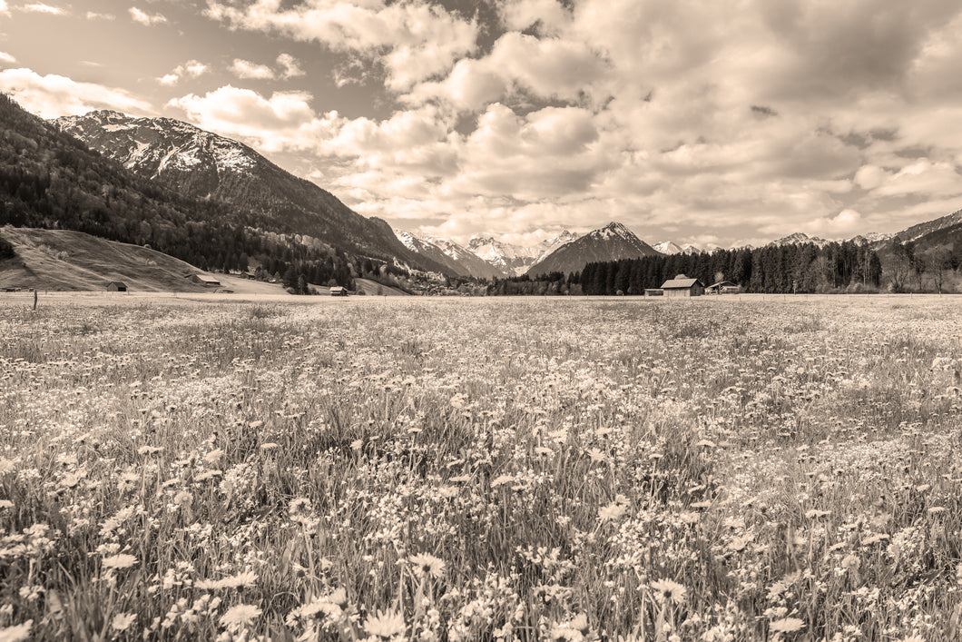 Löwenzahnwiese II sepia 1001276_sepia