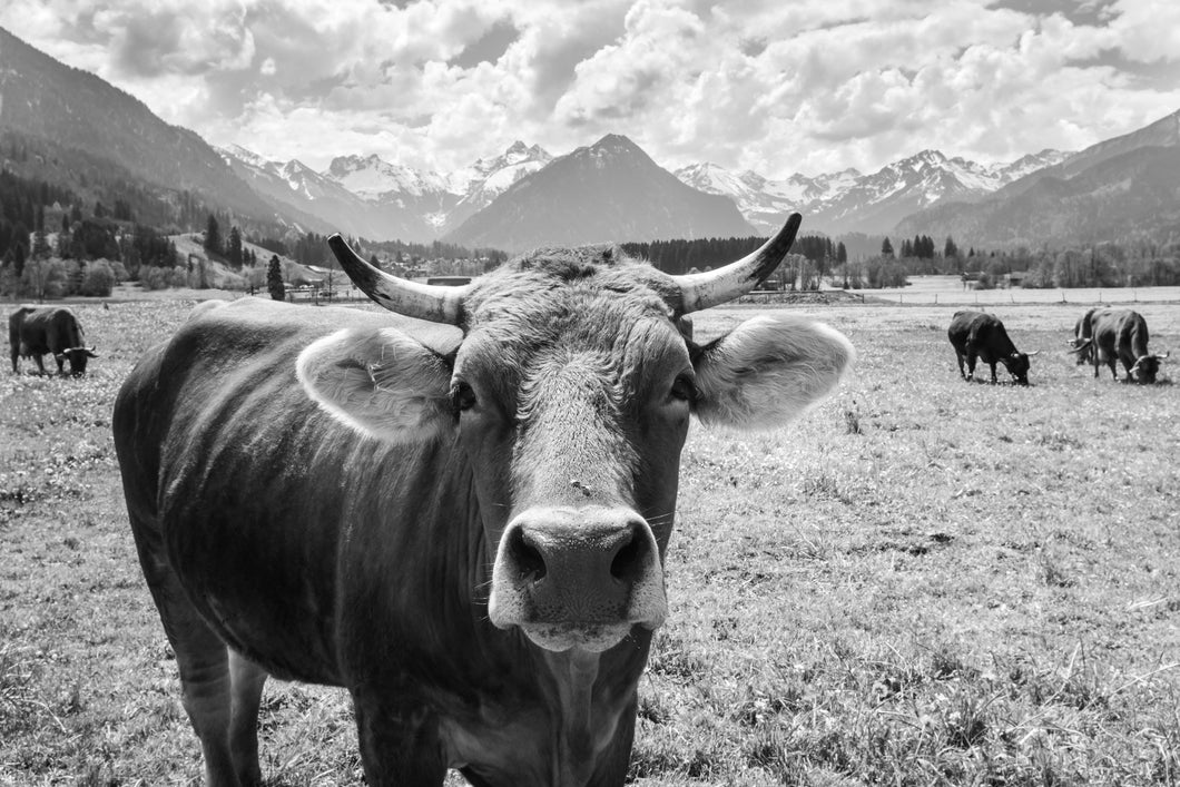 Kuhportrait in Rubi bei Oberstdorf s/w 1001296