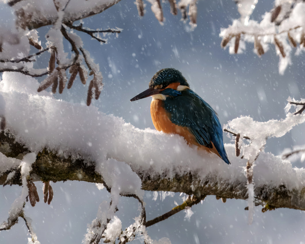 8001284 Eisvogel 09