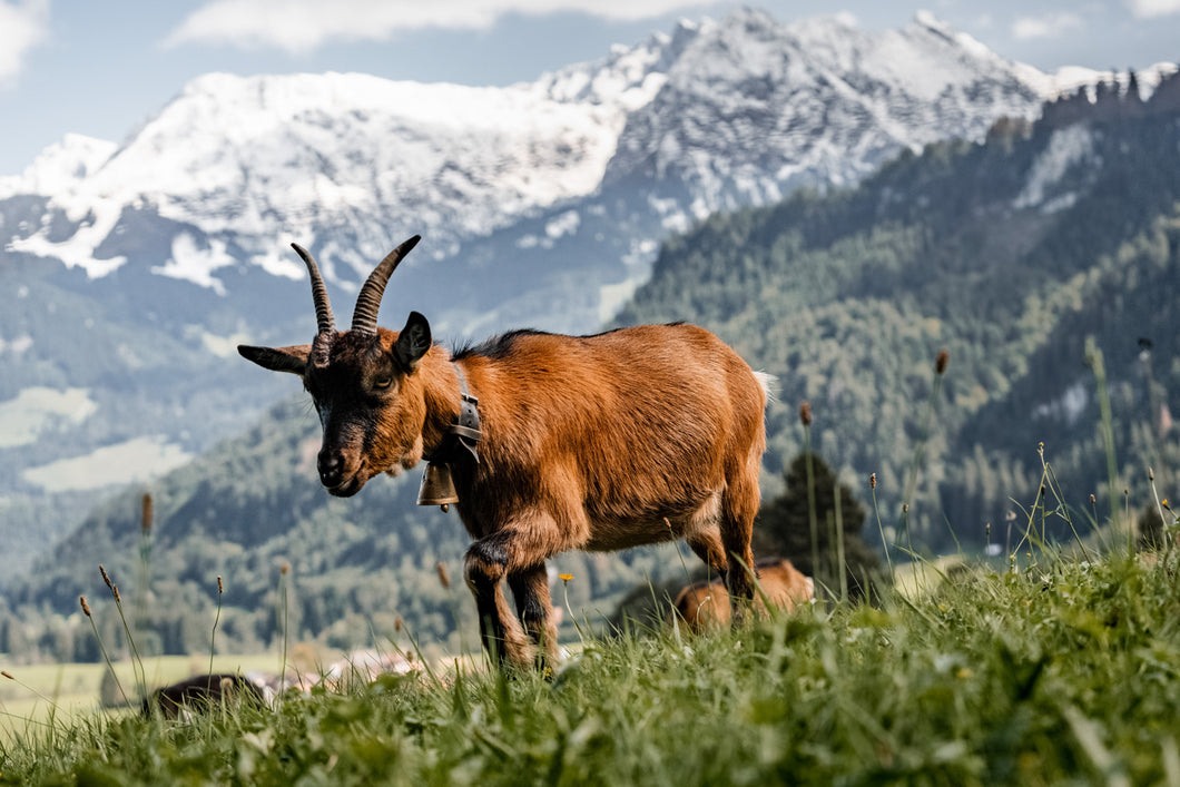 9001030 Obermeiselstein - Ziege