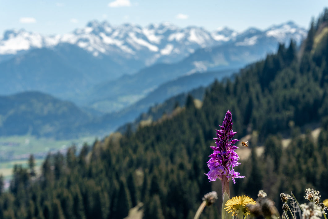 9001043 Ofterschwanger Horn