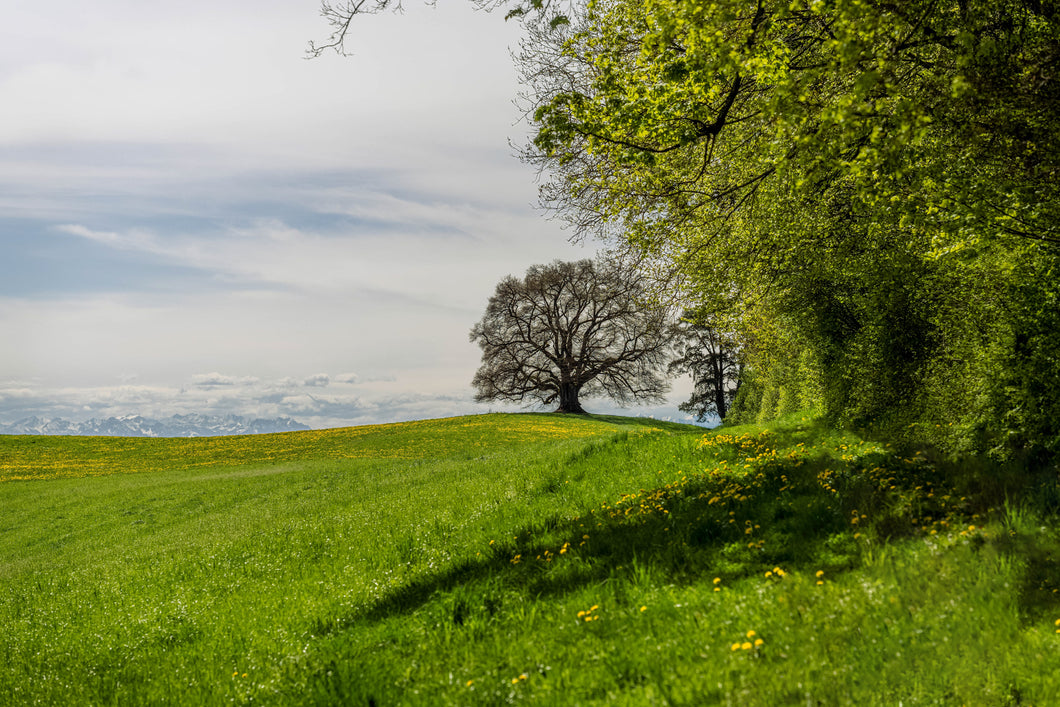 9001050 Allgäu Wiese mit Bergblick