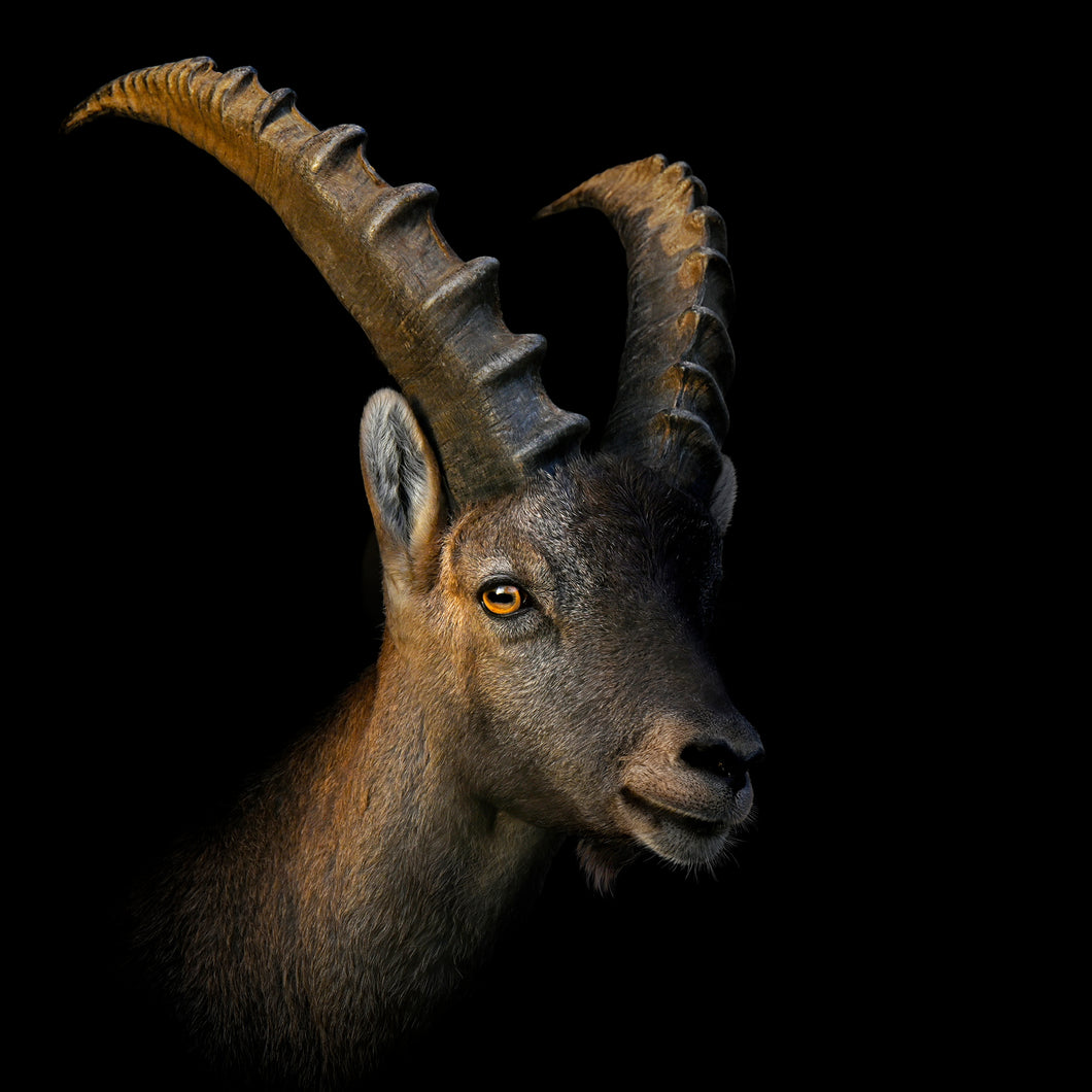 MT110025 Steinbock Portrait