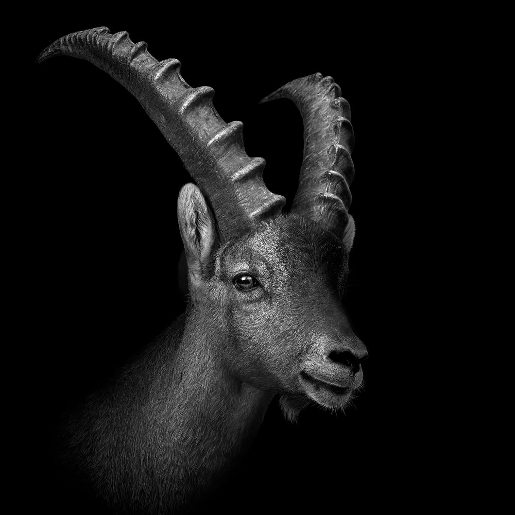 MT110026 Steinbock Portrait s/w