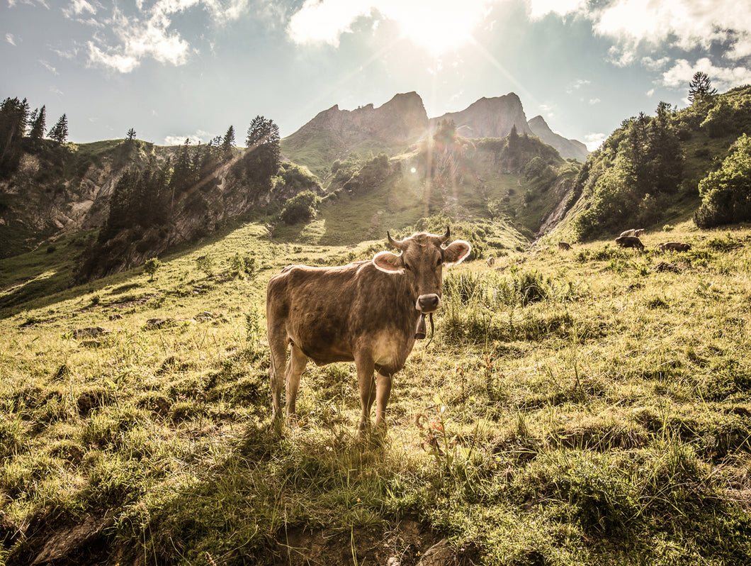 Postkarte - Junge Kuh am Berg