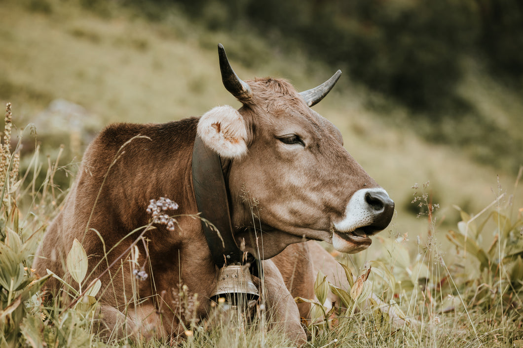 Kuh am Schlappoldsee 1001205