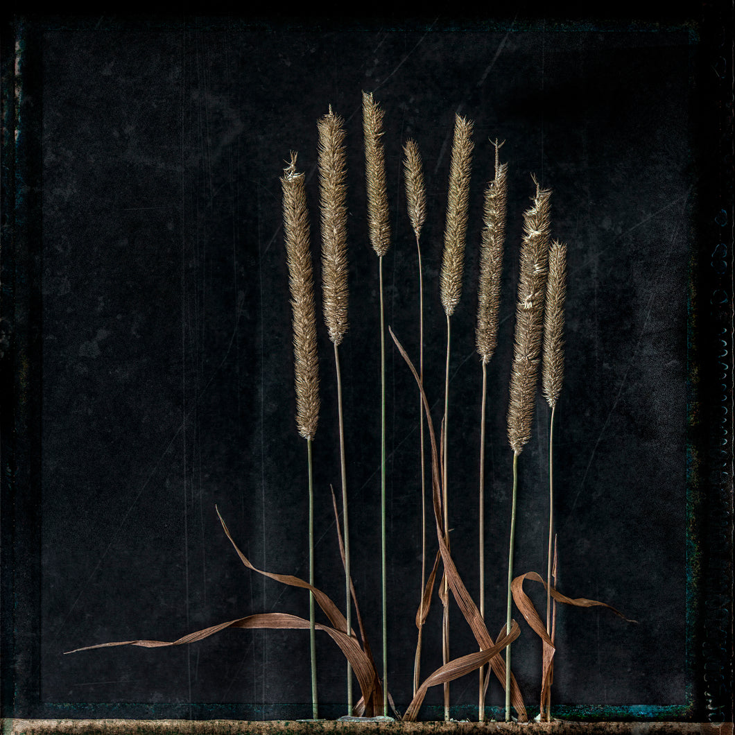 2001105 Death Flowers Wheat