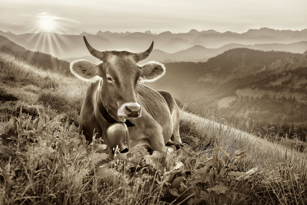 MT320018 Frühmorgens auf der Alm