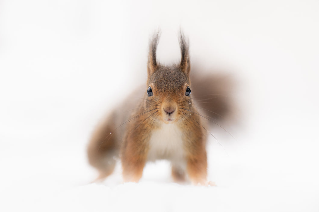 4001130 Squirrel 04
